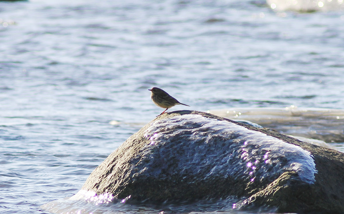 Foto: Sten-Åke Nilsson. Skärpiplärka