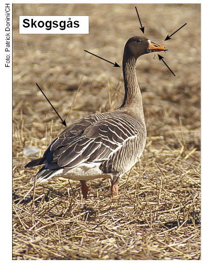 Skogsgås. Foto: Patrick Donini/CH